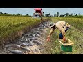 Amazing boy Find & Catch Copper Snakehead Fish in Harvest Season 2024