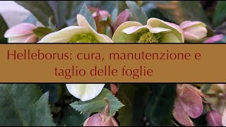 Helleborus / Elleboro: cura, manutenzione e taglio delle foglie