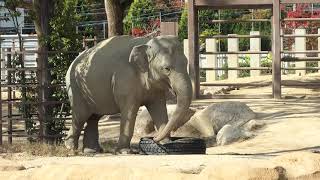 みてみて！とくやま動物園Episode88 タイヤを動物たちにプレゼントしました！