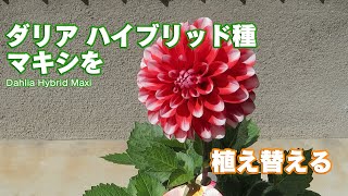 ダリア ハイブリッド種 マキシを植え替える