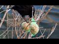 koltrast turdus merula