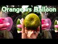 Orange vs Balloon Experiment Malayalam (🍊vs🎈) Zeena Plus  {Tricks&Tips}