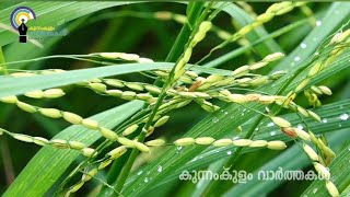 കൊയ്ത്ത് കഴിഞ്ഞ് കതിർക്കറ്റകൾ ക്ഷേത്രങ്ങളിലെത്തി.