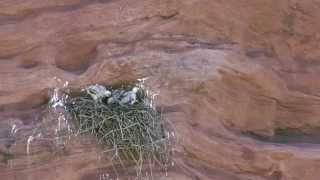 Red-tailed Hawks in Jeffco Open Space