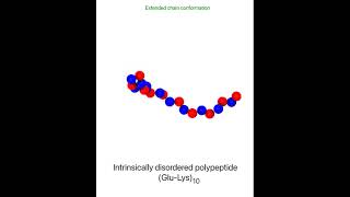 Conformational switching of an intrinsically disordered polypeptide | MD simulation movie with VMD