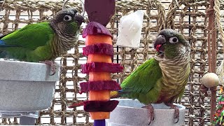 conure parakeet sounds for lonely birds to make them happy