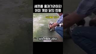 새끼를 훔쳐가려 하자 어미 개와 닭의 반응