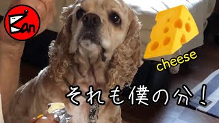 ばぁちゃん悪いけどばぁちゃんの分も僕にちょうだい と無言で訴えるAコッカー犬 石松くん   Give me cheese