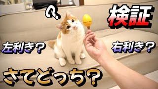 猫に利き手があるって知ってる？家の猫の利き手がどっちか検証してみた！