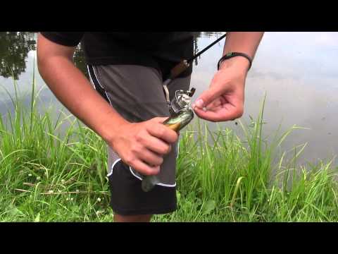Pond fishing bluegills Pond fishing bluegills