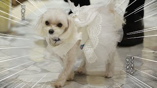 愛犬が結婚式で指輪を身に付け幸せを届けてくれました【リングドッグ】