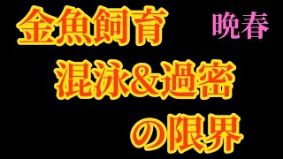 【金魚過密混泳飼育の限界】大切なことは、楽しめること