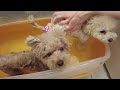 久々のお家お風呂で気持ちよくて寝そうになっちゃう兄犬がこちら