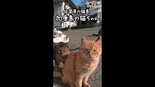 🐈加唐島で猫まみれ🐈佐賀県の猫島 #Shorts