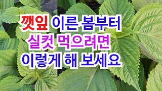 깻잎 이렇게 하면 이른 봄부터 실컷 먹을 수 있어요. 들깨가 아닌 깻잎용 들깨는 따로 심기.