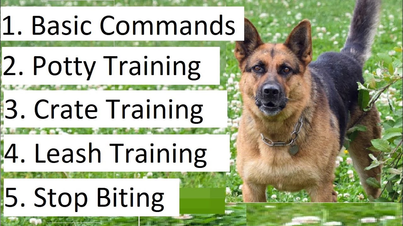 How To Train A German Shepherd - Change Comin