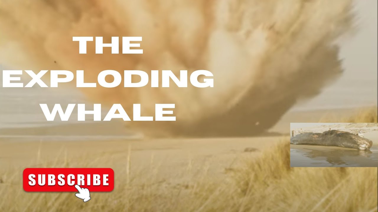 THE EXPLODING WHALE INCIDENT Of Florence, Oregon😮 - YouTube