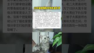 猫咪也会做梦吗？会梦见什么？Can cats also dream? What do you dream of?#猫 #cat #pets #萌宠