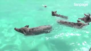 Baignade de cochons aux bahamas