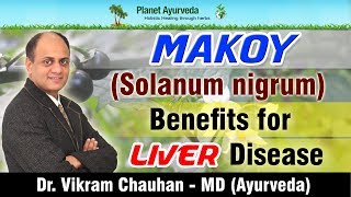 Makoy (Solanum nigrum) - Benefits for Liver Disease