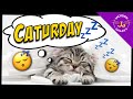 Cute Cat Compilation of the Week...Caturday!