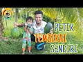 PETIK BUAH TEMBIKAI DI KEBUN