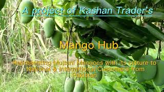 A complete documentary about Mango Hub ( A project of Kashan Trader') MULTAN ,PUNJAB (PAKISTAN)