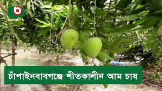 চাঁপাইনবাবগঞ্জে শীতকালীন আম চাষ