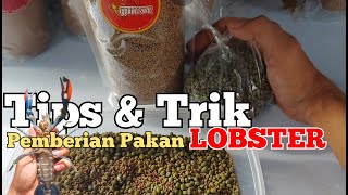 PEMBERIAN PAKAN KACANG HIJAU MIX PELET INI MENJADI PAKAN ISTIMEWA FULL PROTEIN UNTUK LOBSTER 🦞