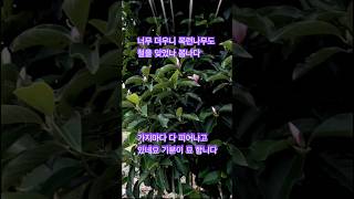 철새처럼 가버린사람#이용복#너무 더워 철을 잊었니