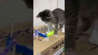 手作りおもちゃに興味津々の子猫　#shorts #子猫 #サバトラ #cat #猫