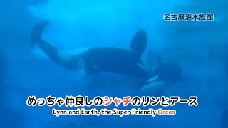 【名古屋港水族館】 めっちゃ仲良しのシャチのリンとアース / Lynn and Earth, the Super Friendly Orcas