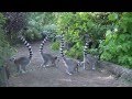 Lemury katta, Wyspa Lemurów / Ring-Tailed Lemurs' Island, Opole Zoo, POLAND