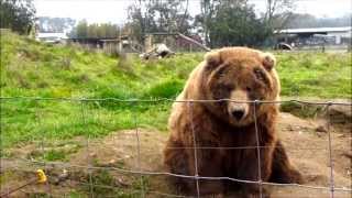 Waving Bears! Olympic Game Farm • Sequim, Washington