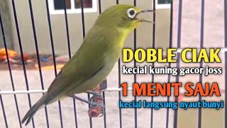 KECIAL KUNING DOBLE CIAK JOSS GACOR GESIT || SATU MENIT SAJA KECIAL LANGSUNG NYAUT JOSS RAJIN BUNYI