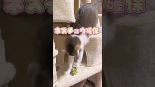 【面白い猫😻りきちゃん💖】猫好き必見💖りきちゃん😻猫の本能丸出し😻😻　　#ねこ   #ねこのいる生活