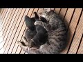 ちょびみ子猫兄弟、母猫からお乳をもらい続ける kitten and mother