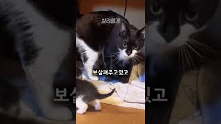 새끼들을 데리고 나타난 고양이 #shorts