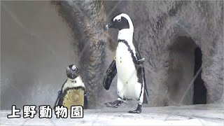 【上野動物園】ケープペンギン