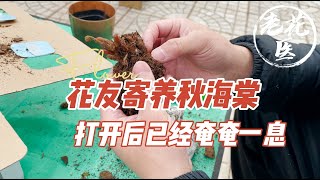 【寄养秋海棠】花友寄养秋海棠，打开已经奄奄一息？老花医竟说80%能救活？Rescue a Begonia. Laohuayi said there is an 80% success rate.