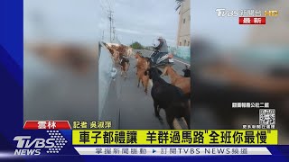 趕羚羊! 車子都禮讓  羊群過馬路「全班你最慢」｜TVBS新聞