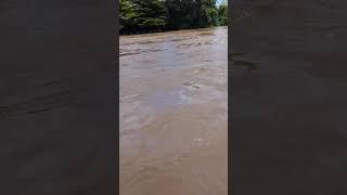 Chiang Mai #chiangmai  Warorot Market Ping River #flood