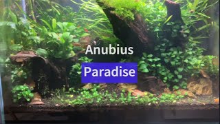 Marsilea Hirsuta in the Anubias Paradise Aquascape