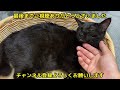 保護した子猫 病院頑張りました