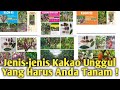 Mengenal Berbagai Jenis Kakao Unggul ! Ada Yang Bisa Berbuah di Atas 3 Ton !