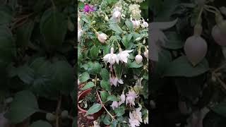 Fuchsie la Neige, Fuchsie, Fuchsia, фуксия ла найге и Анабель