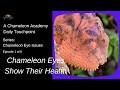 Chameleon Eyes Show Their Health!