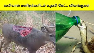 மனிதர்களிடம் உதவி கேட்ட விலங்குகள் | Animals that asked people for help tamil | Tamil Wonders