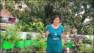 11 Tips भीषण गर्मी पड़ने से पहले करे ये काम बगिया मे Do 11 works before hot summer in your garden