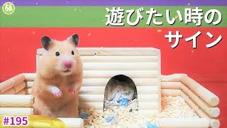 寝る事を、全力で拒否するハムスター！Hamster I'd like to play still more though it's time to go to bed！